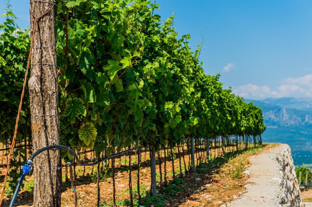 Eco Winery Lipovac Apartments 采蒂涅 外观 照片